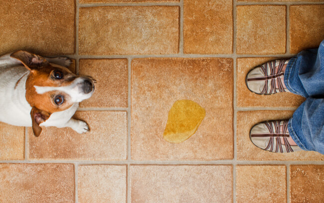 protect your floors from pets