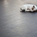 Energy Efficient Flooring