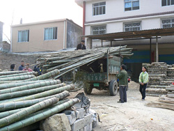 Bamboo after Harvesting