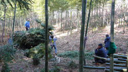 harvesting bamboo