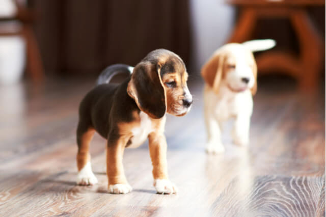 protect your floors from pets